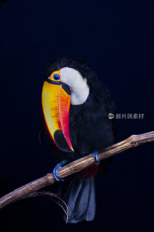 巨嘴鸟- Ramphastos toco